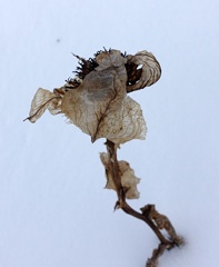 DSC00158a